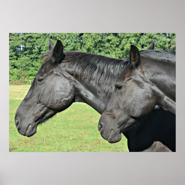 Póster 2 Caballos negros cabeza a cabeza Poster (Frente)