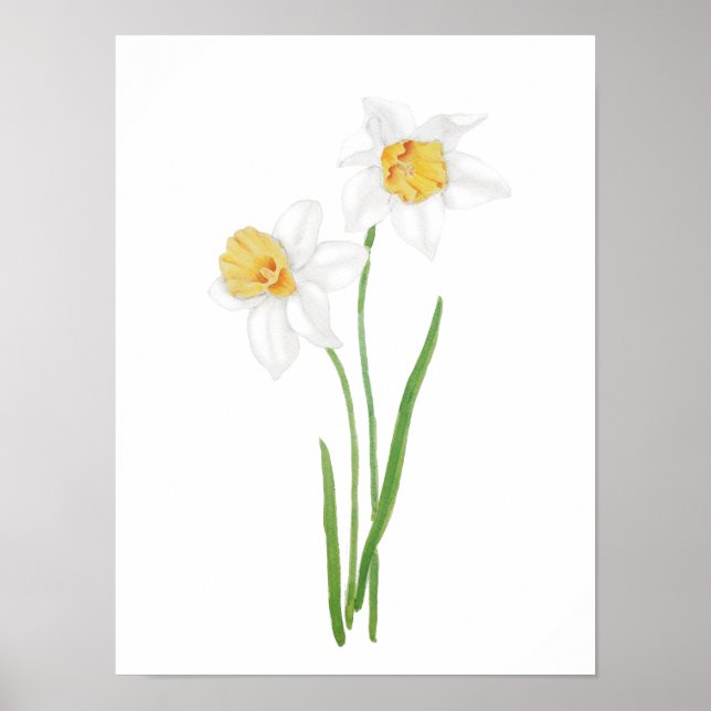 Póster 2 flores de daffodil blancas acuarela (Frente)