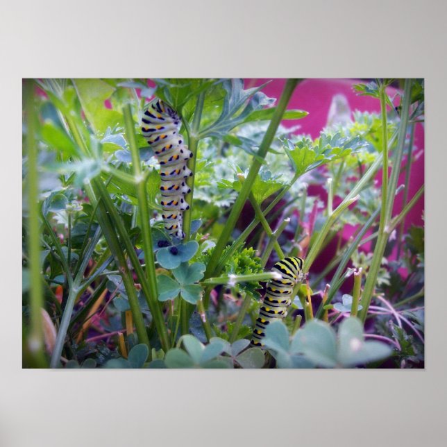 Póster 2 Focas de cola de torrente (Frente)