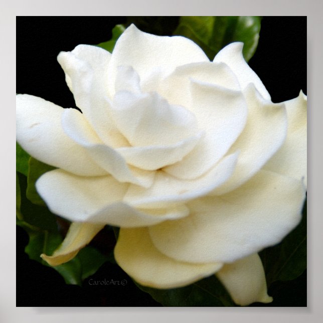 Póster 2 Gardenia blanca pura (Frente)