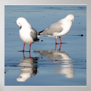 Póster 2 Gaviotas en una playa