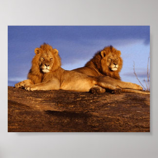 Póster 2 Leones