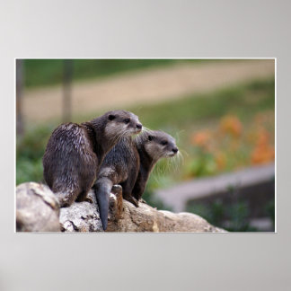 Póster 2 nutrias