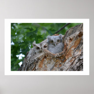 Póster 2 pequeños pájaros luviosos