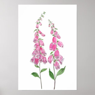 Póster 2 pink foxgloves flowers blossom 