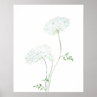 Póster 2 pintura acuática blanca Queen Ann Lace