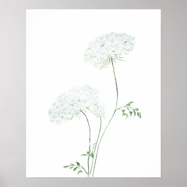 Póster 2 pintura acuática blanca Queen Ann Lace (Frente)