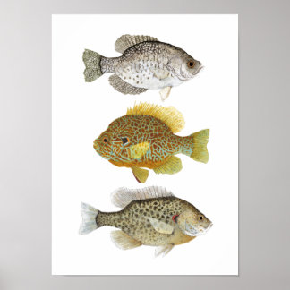 Póster 2 Sunfish and a Crappie Art Poster