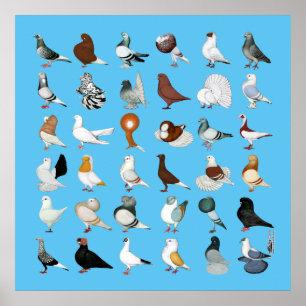 Póster 36 Pigeon Breeds
