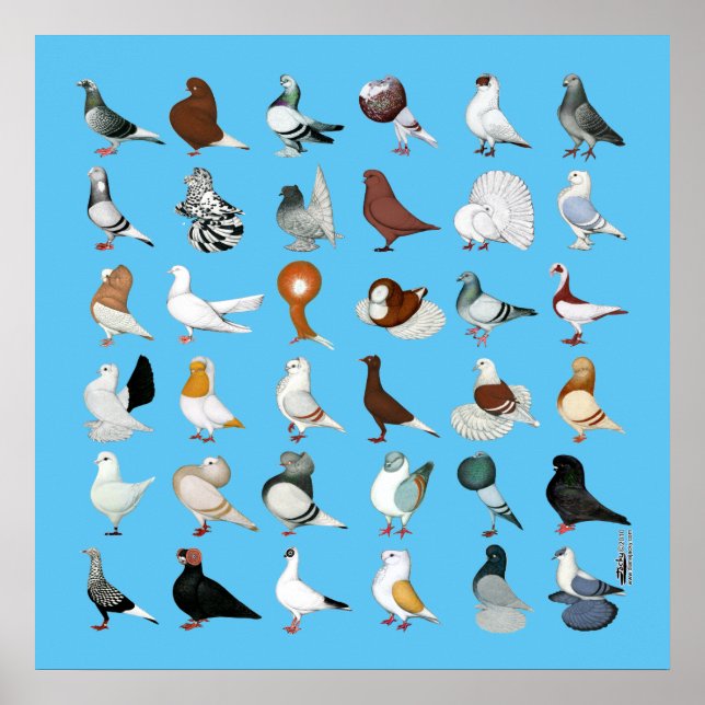 Póster 36 Pigeon Breeds (Frente)