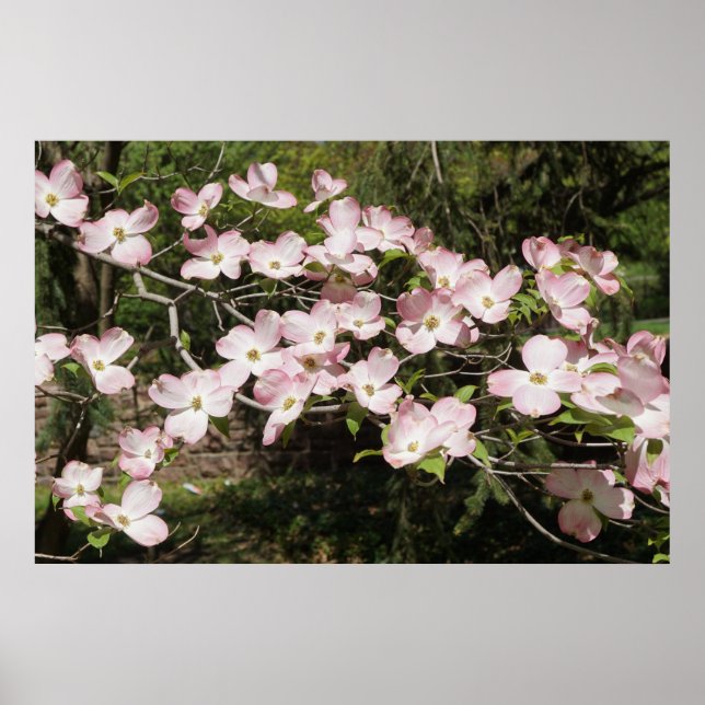 Póster 36"x24" Pink Dogwood (Frente)