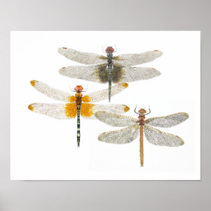 Póster 3 Dragonflies