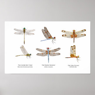 Póster 3 Dragonflies Art Poster