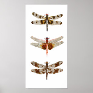 Póster 3 Dragonflies on Canvas