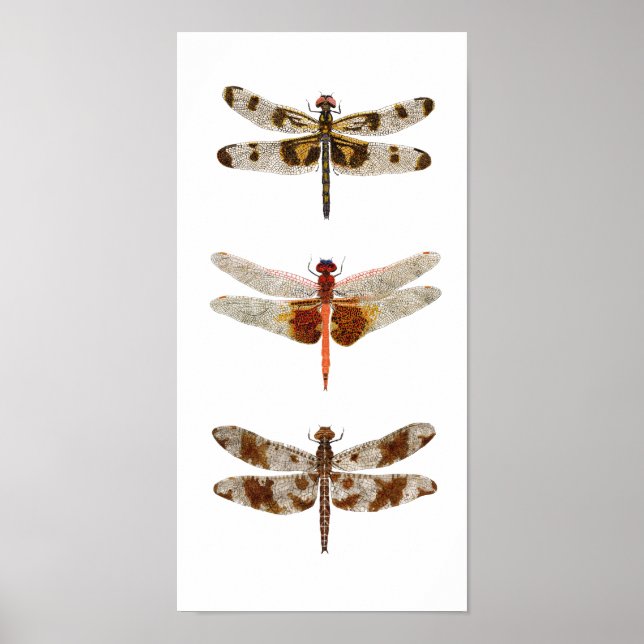 Póster 3 Dragonflies on Canvas (Frente)