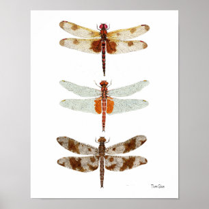 Póster 3 Especies de libélula