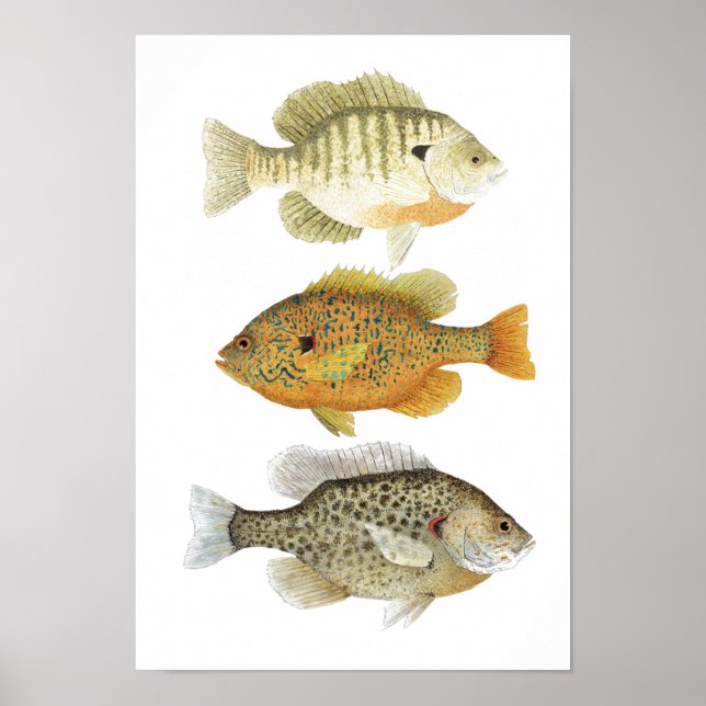 Póster 3 Estudios sobre la acuarela de peces Sunfish (Frente)