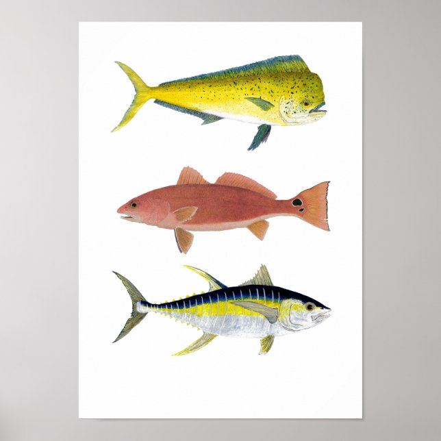 Póster 3 Gamefish de agua salada (Frente)