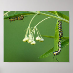 Póster 3 orugas del monarca en milkweed