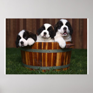 Póster 3 perritos adorables de St Bernard en un barril