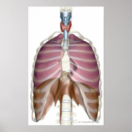 Póster 3 quinquies renderización del sistema respiratorio