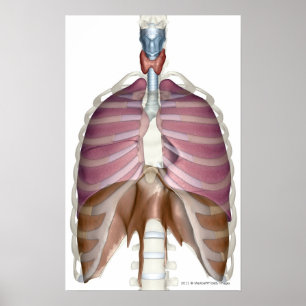 Póster 3 quinquies renderización del sistema respiratorio