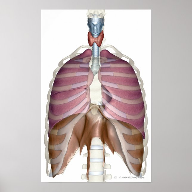 Póster 3 quinquies renderización del sistema respiratorio (Frente)