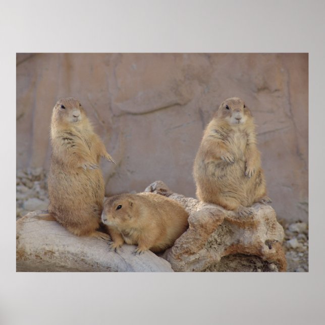 Póster 3 Rascales (Frente)