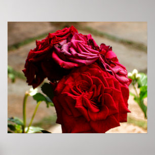Póster 3 Rosas en el Poster Bloom