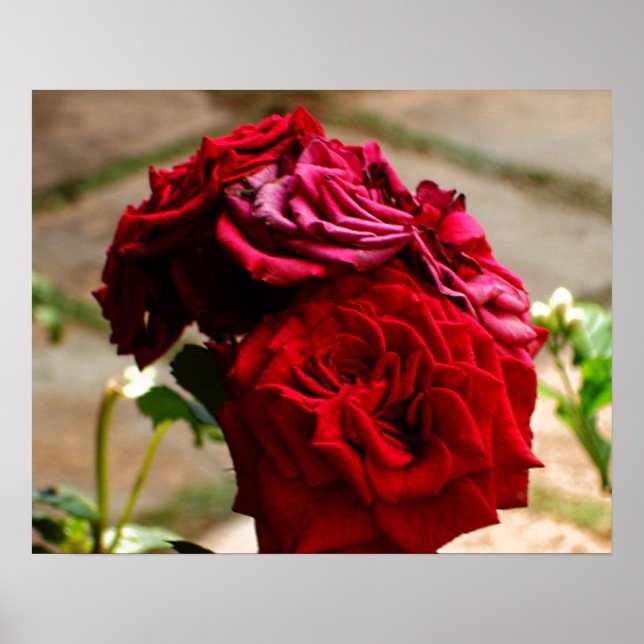 Póster 3 Rosas en el Poster Bloom (Frente)