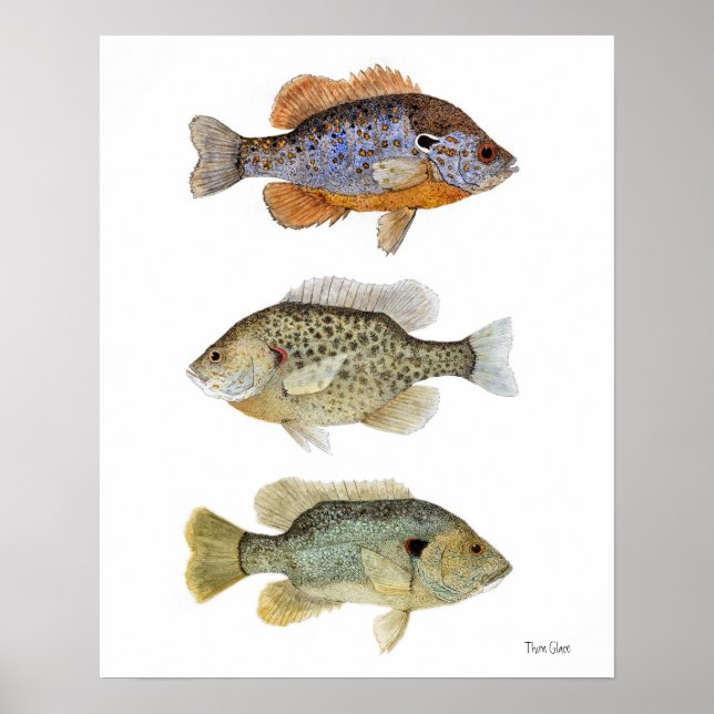 Póster 3 Sunfish (Frente)