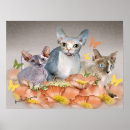 Póster 3 tarjetas sphynx kittens