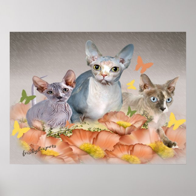 Póster 3 tarjetas sphynx kittens (Frente)