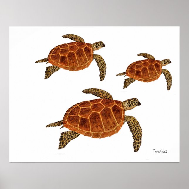 Póster 3 tortugas de Hawksbill (Frente)