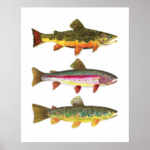Póster 3 Trucha para pescadores y pescadores de la pesca