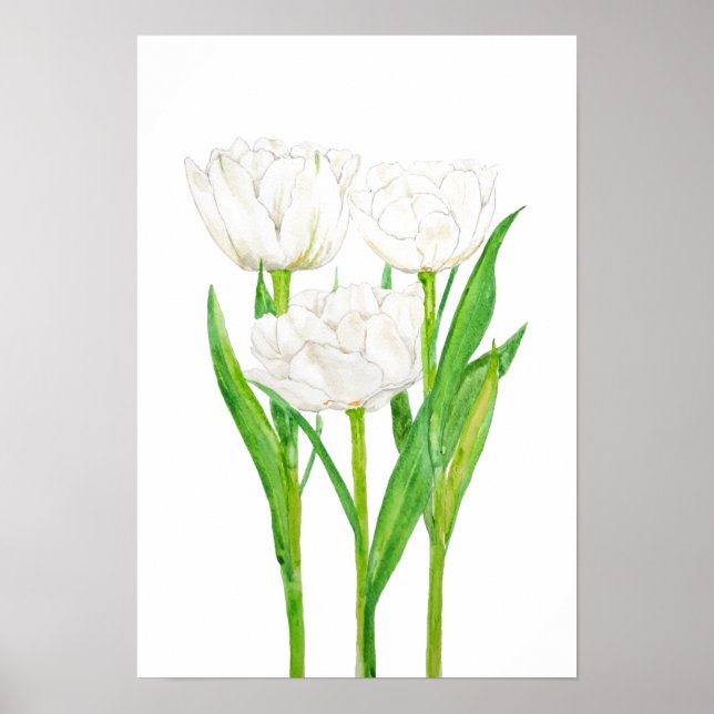 Póster 3 tulipanes blancos acuarela (Frente)