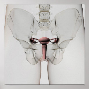Póster 3D View Of Female Reproductive System