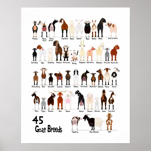 Póster 45 breeds of goats chart (Frente)