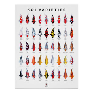 Póster 45 Tipos de Koi