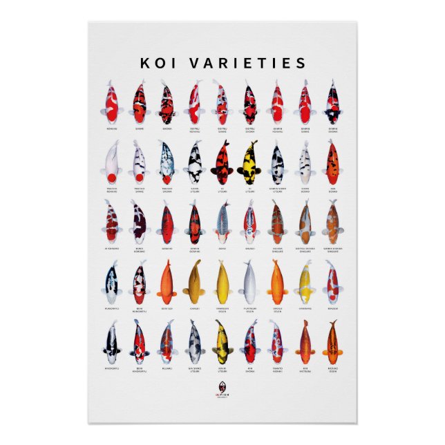 Poster 45 Tipos de Koi (Anverso)