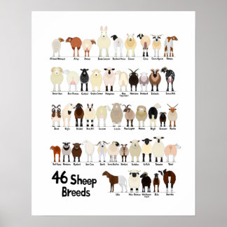 Póster 46 breeds of sheep poster