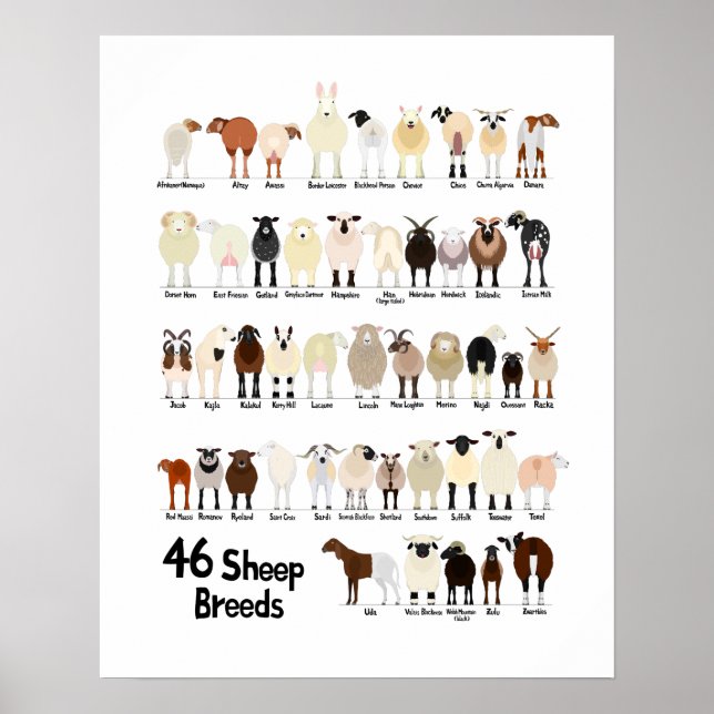 Póster 46 breeds of sheep poster (Frente)