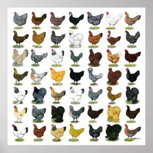 Póster 49 Chicken Hens