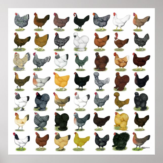 Póster 49 Chicken Hens (Frente)