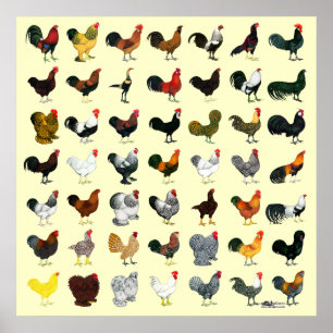 Póster 49 gallos
