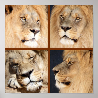 Póster 4 caras del león