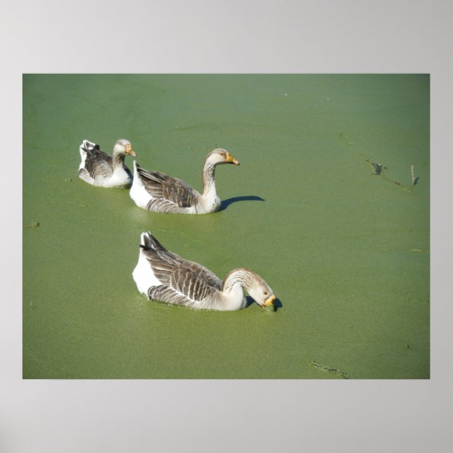 Póster 4 de marzo: Patos de pantano #2 Poster (Frente)
