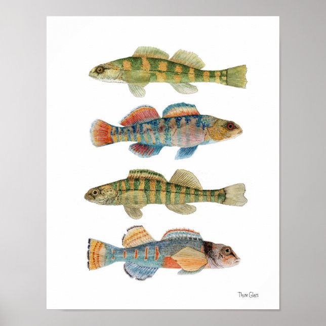 Póster 4 Especies Darter Comunes (Frente)