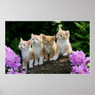 Póster 4 gatitos amarillos