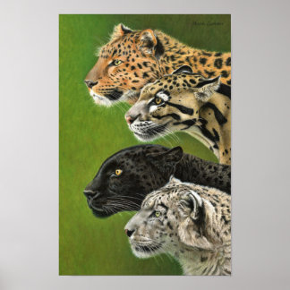 Póster 4 leopardos